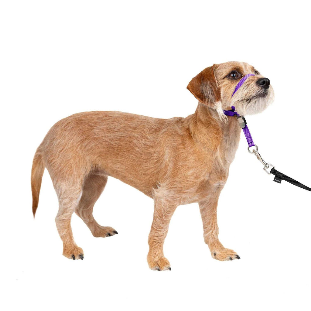 Headcollar Q87654