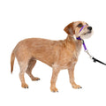 Headcollar Q87654