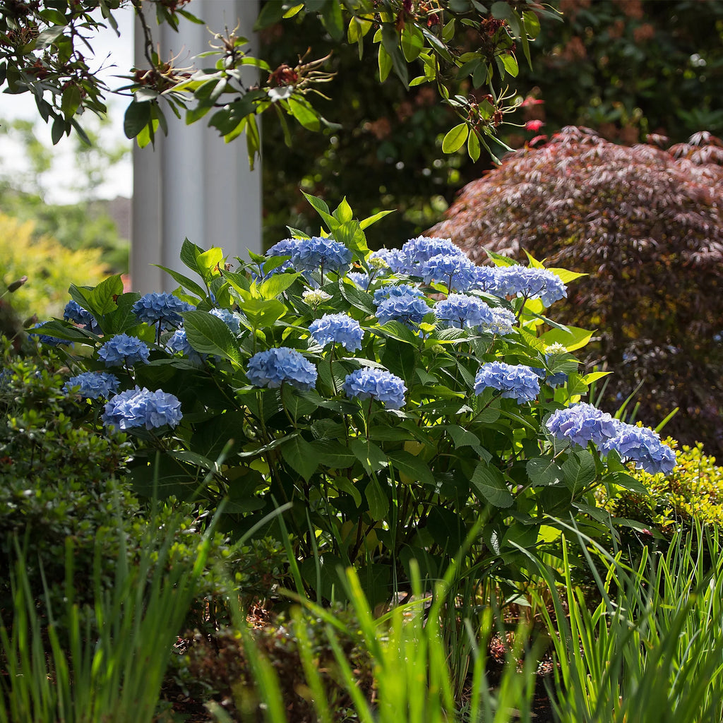 Hydrangea Live Shrub 2 Gallon Y8292