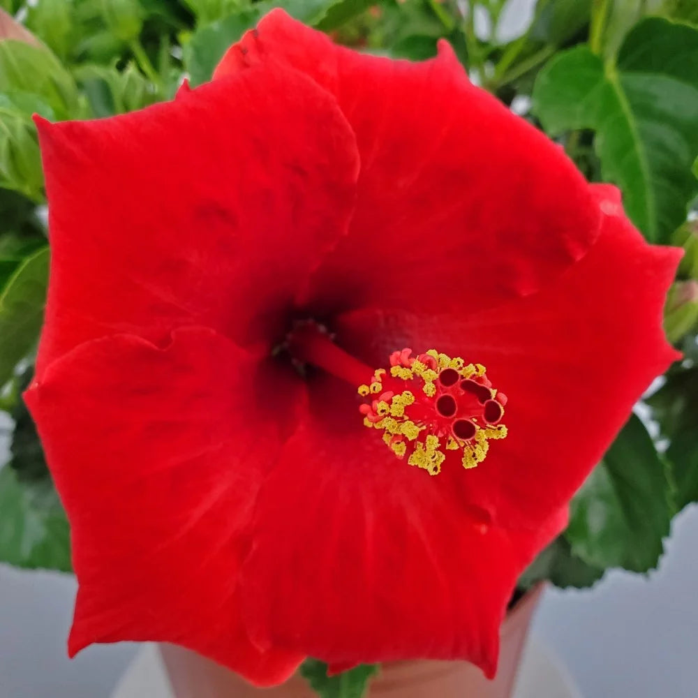 Red Hibiscus Bush Plant V607517