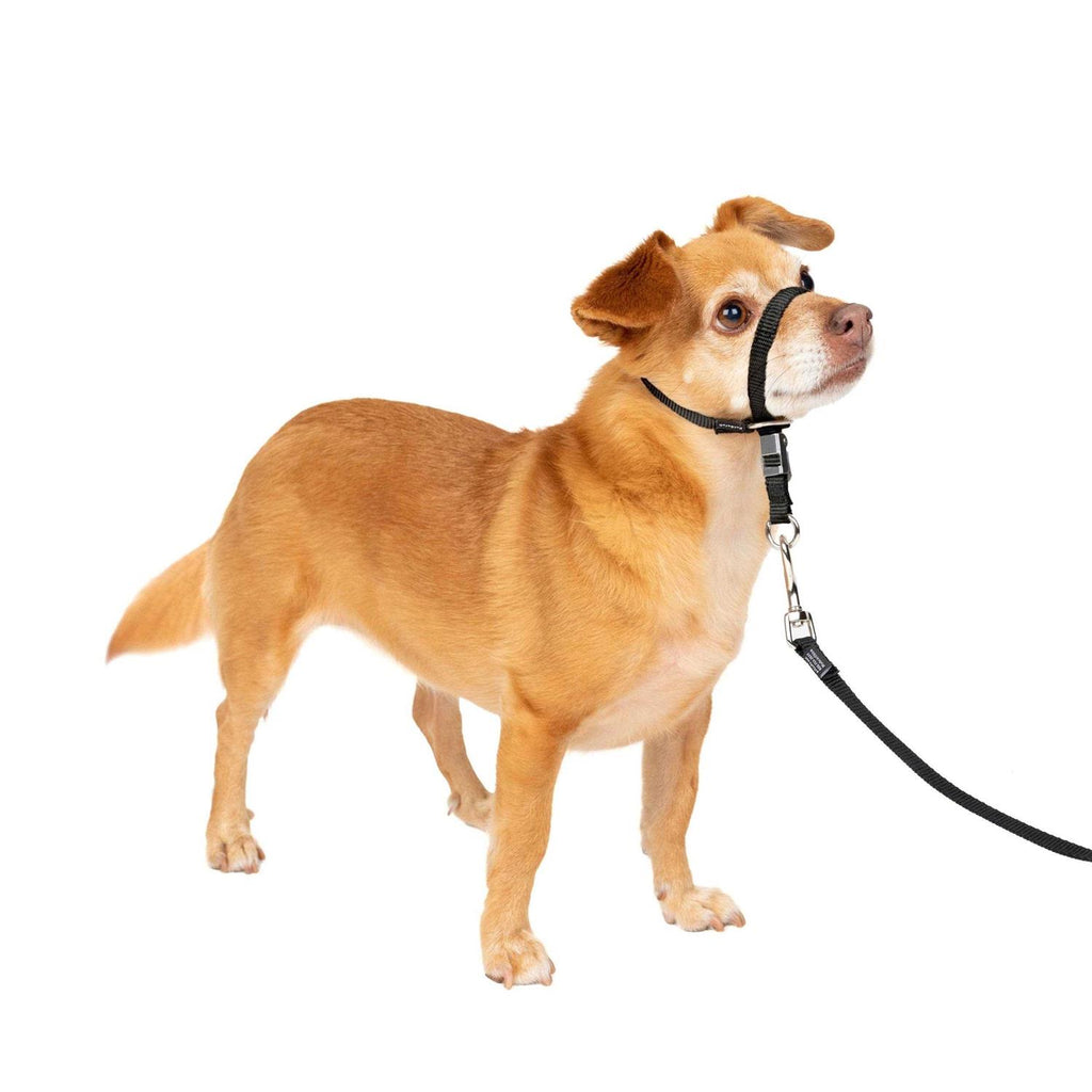 Headcollar Q87654