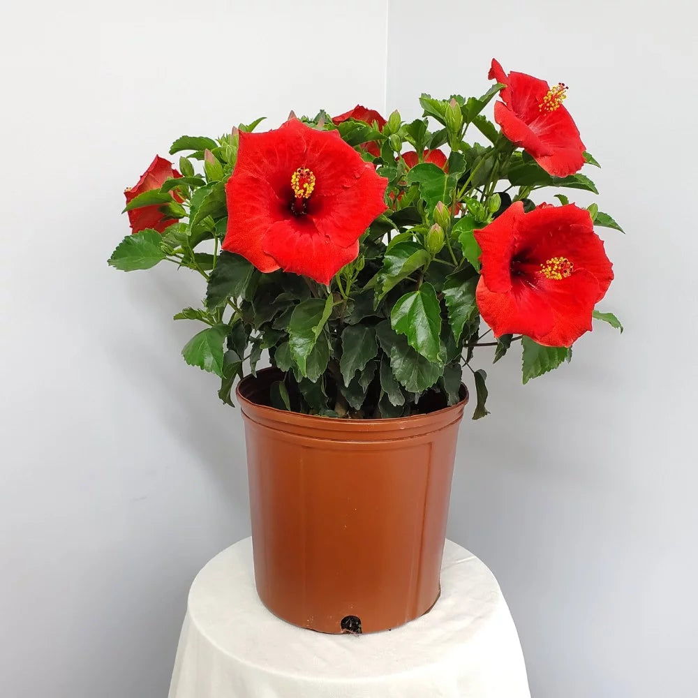 Red Hibiscus Bush Plant V607517