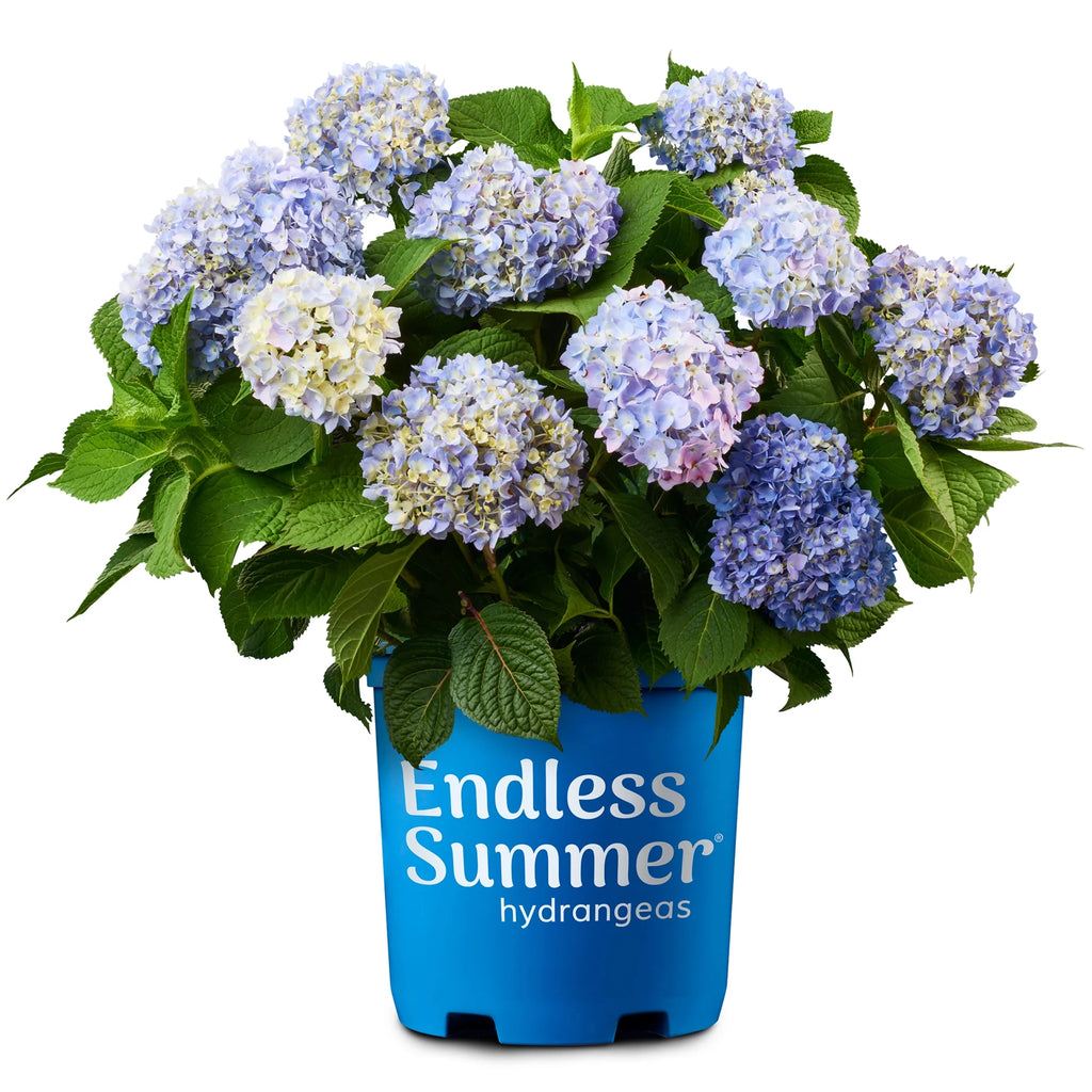 Hydrangea Live Shrub 2 Gallon Y8292