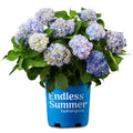 Hydrangea Live Shrub 2 Gallon Y8292