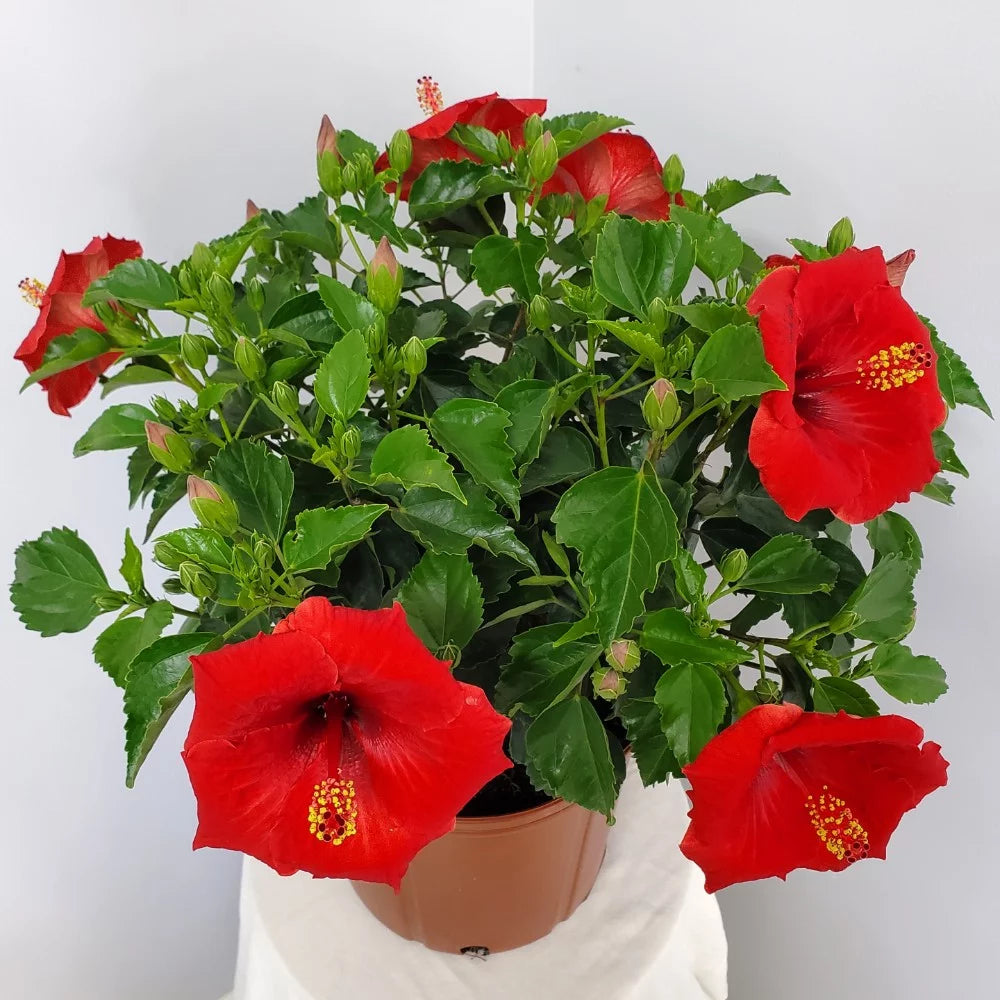 Red Hibiscus Bush Plant V607517