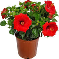 Red Hibiscus Bush Plant V607517