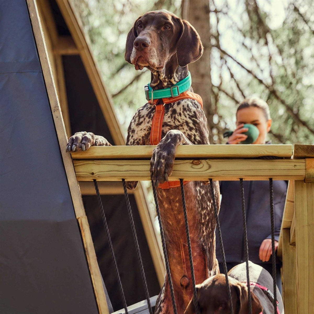 Dog Y-harness E241285