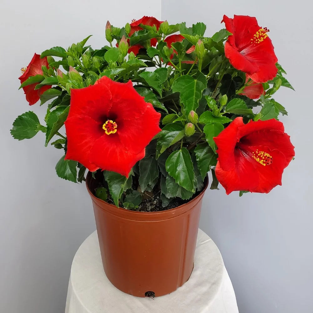 Red Hibiscus Bush Plant V607517