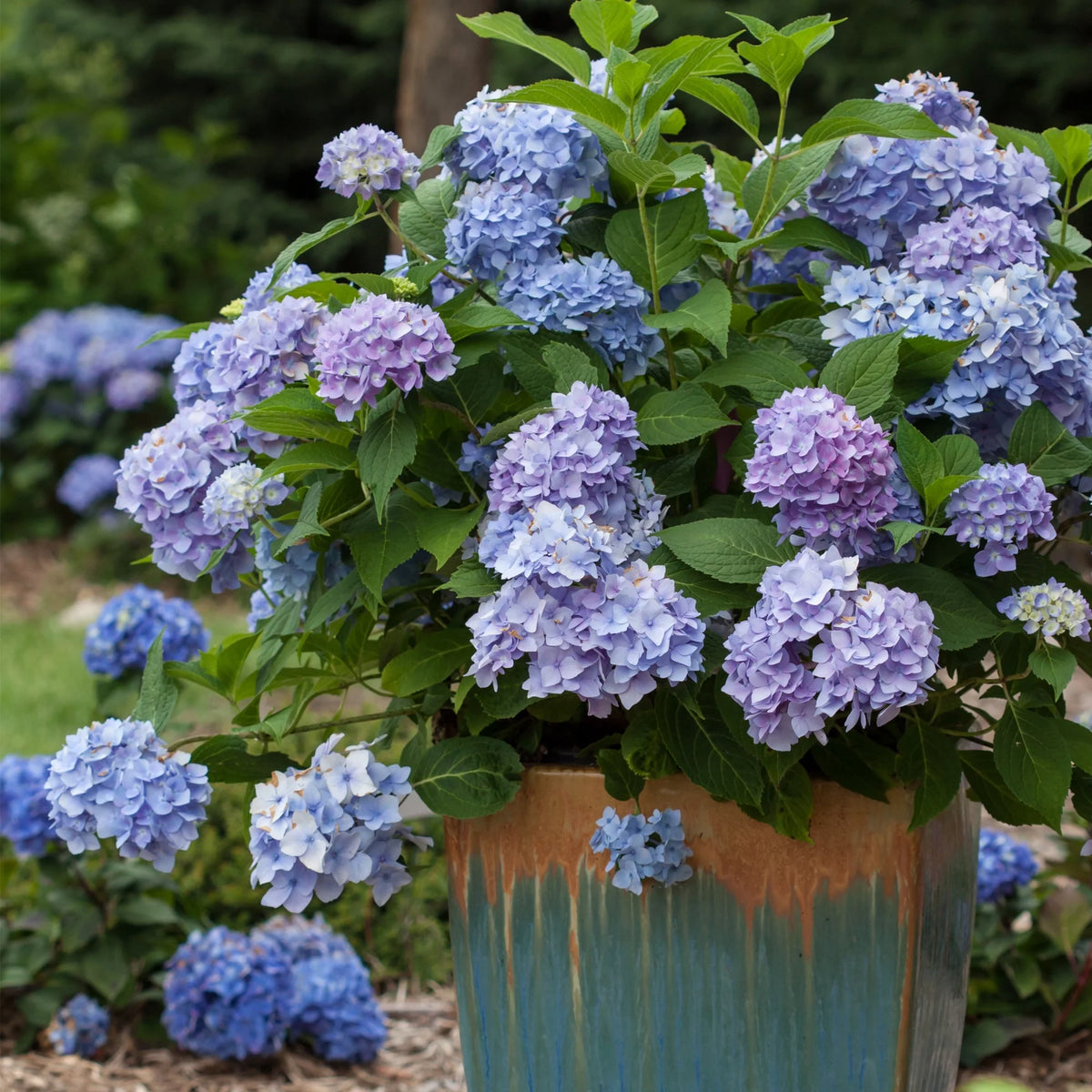 Hydrangea Live Shrub 2 Gallon Y8292