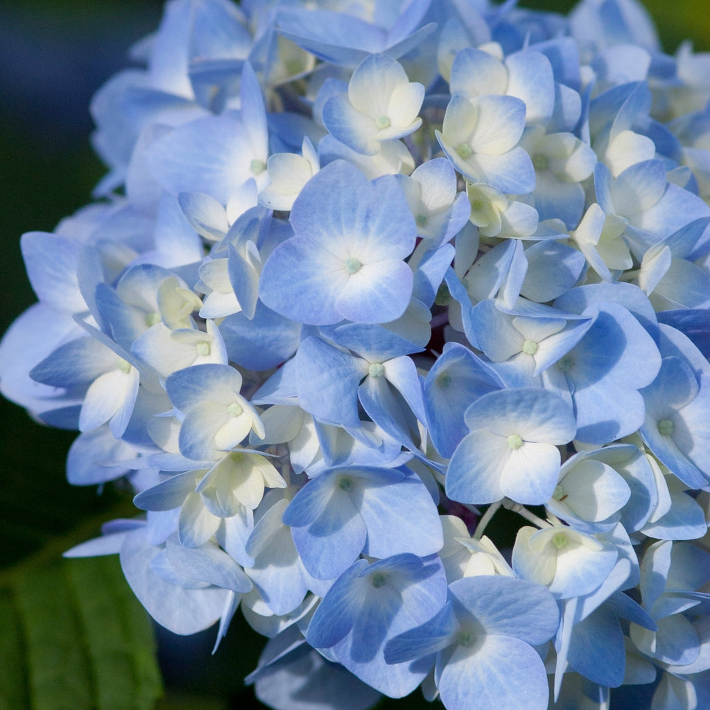 Hydrangea Live Shrub 2 Gallon Y8292