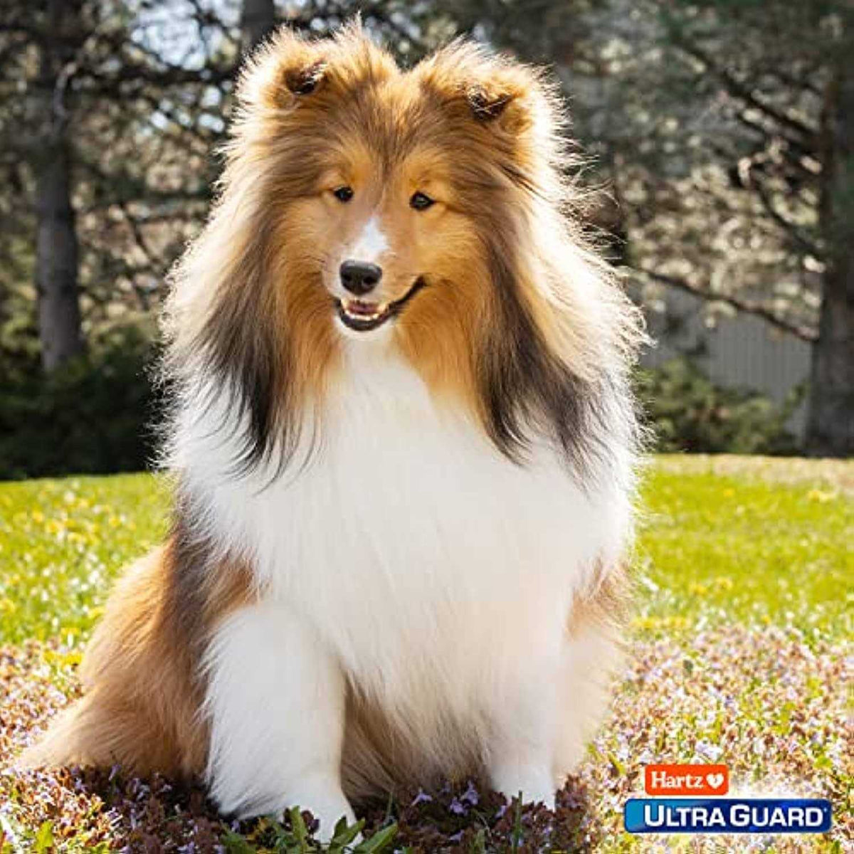Flea & Tick Topical Dogs S16777