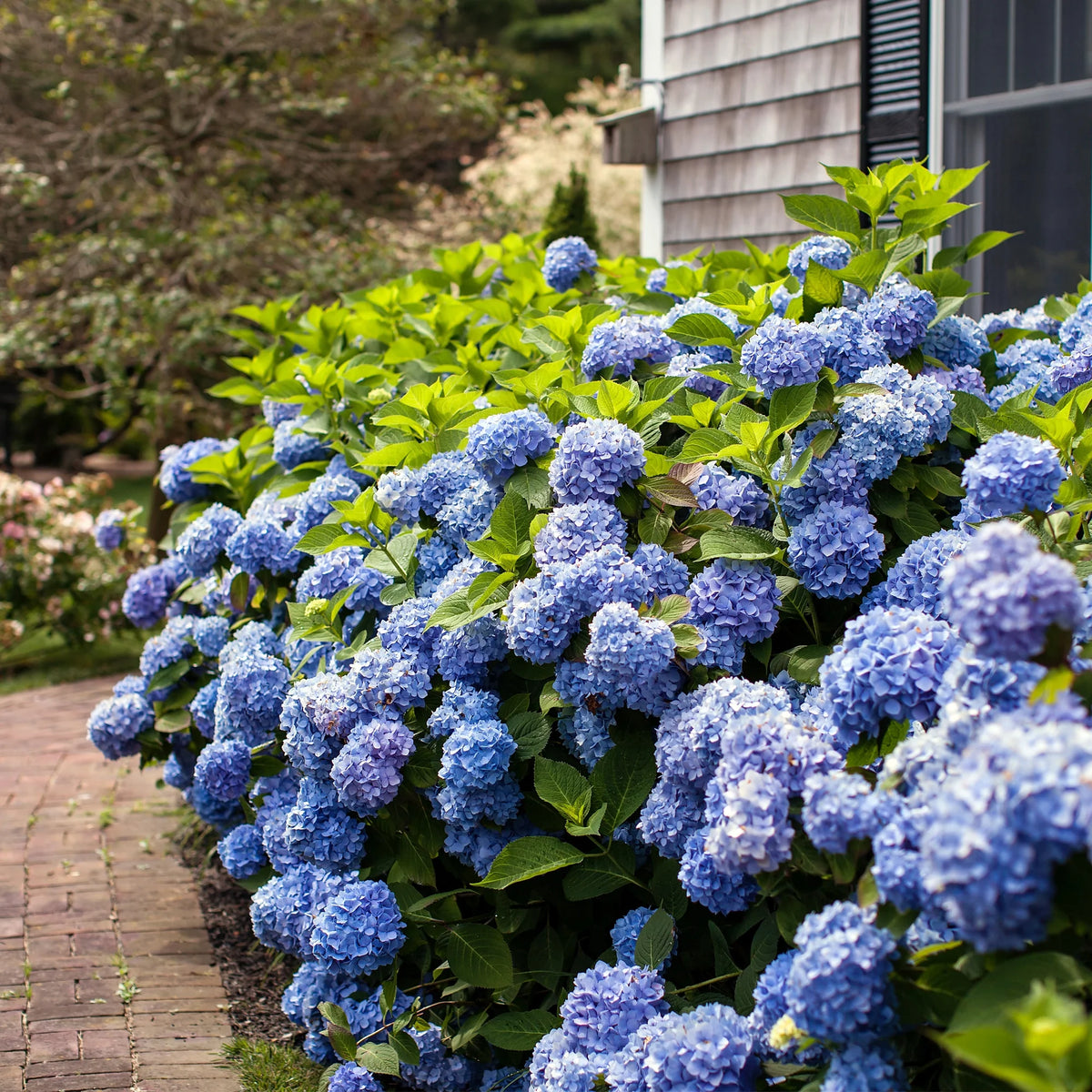 Hydrangea Live Shrub 2 Gallon Y8292