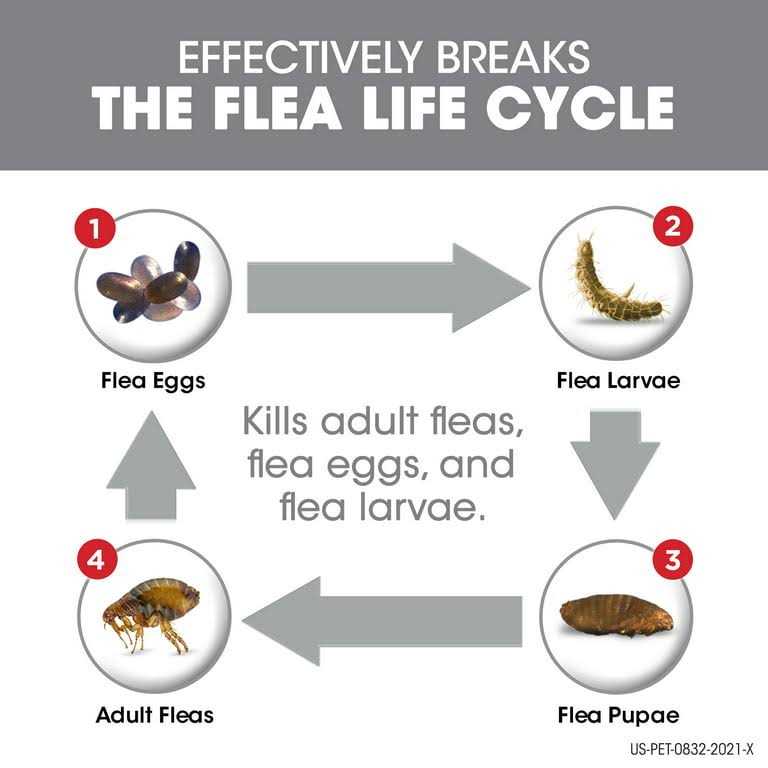 Flea Tick Dogs I325121