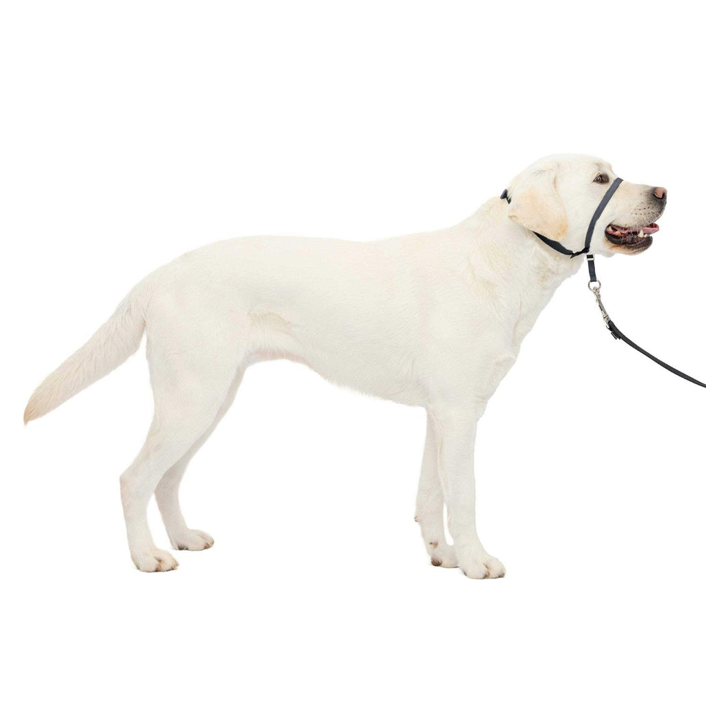 Headcollar Q87654
